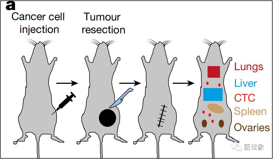 研究肿瘤小鼠模型