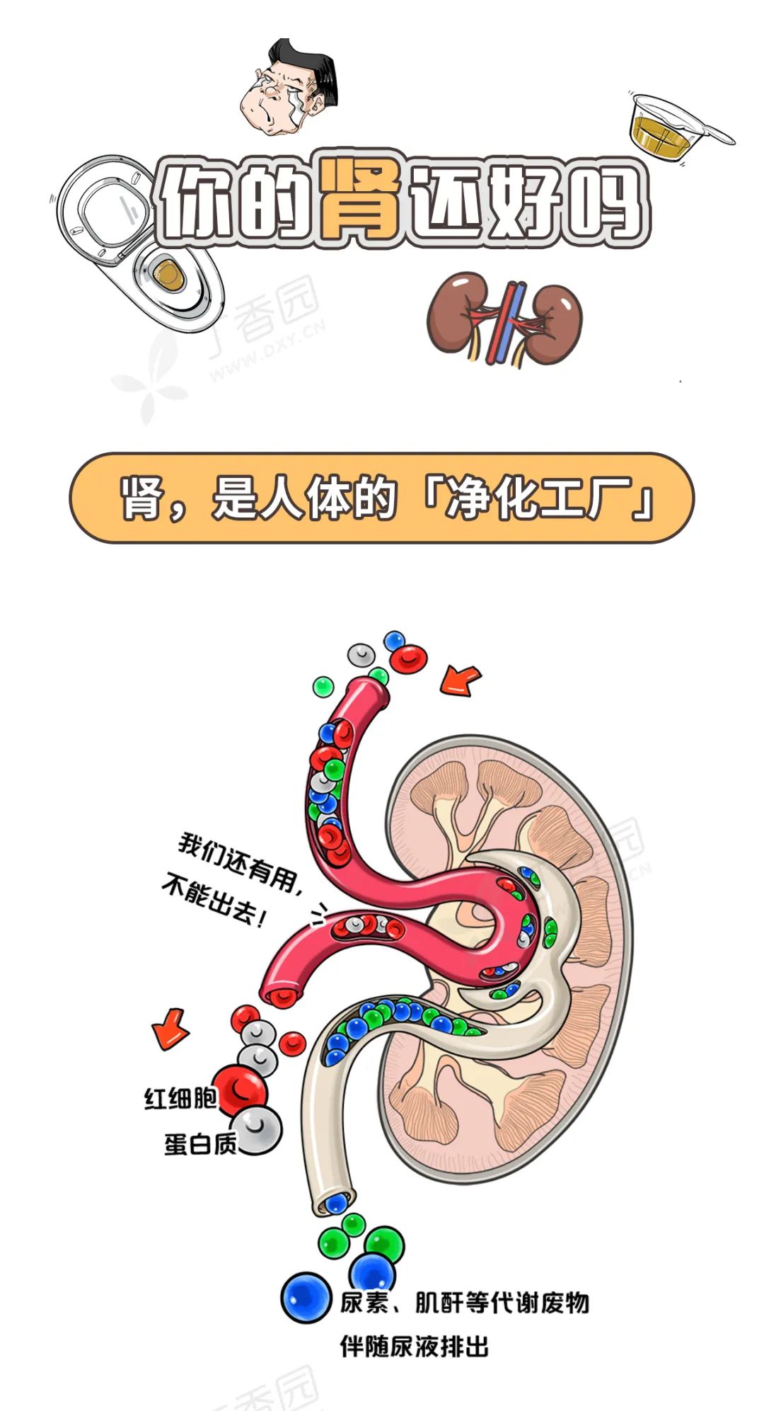 如何保护好你的肾,看这张图就够了 世界肾脏日