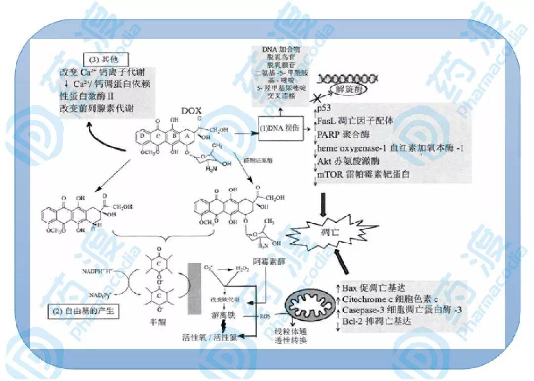 从分子设计角度,看蒽环类药物结构及毒性!